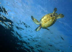 "Riding the Ripples" Hawaiian Green Sea Turtle, I always ... by Mathew Cook 